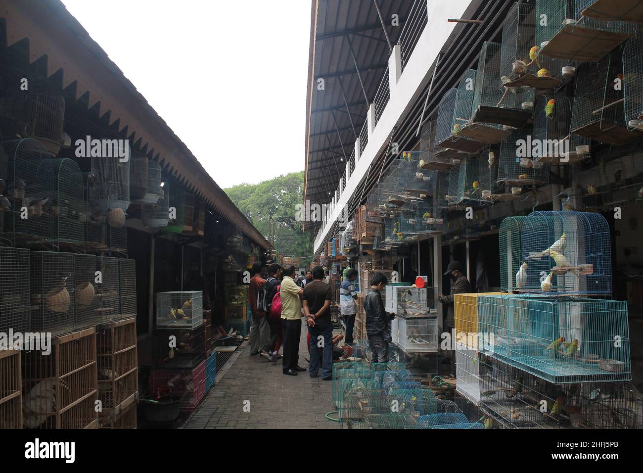 Surakarta, Indonesia. January 21, 2014. The atmosphere of the animal market in the city of Surakarta. Stock Photo