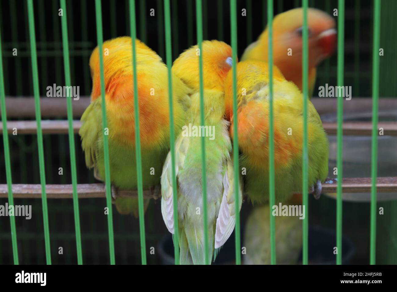 bird in a cage at the animal market. Stock Photo