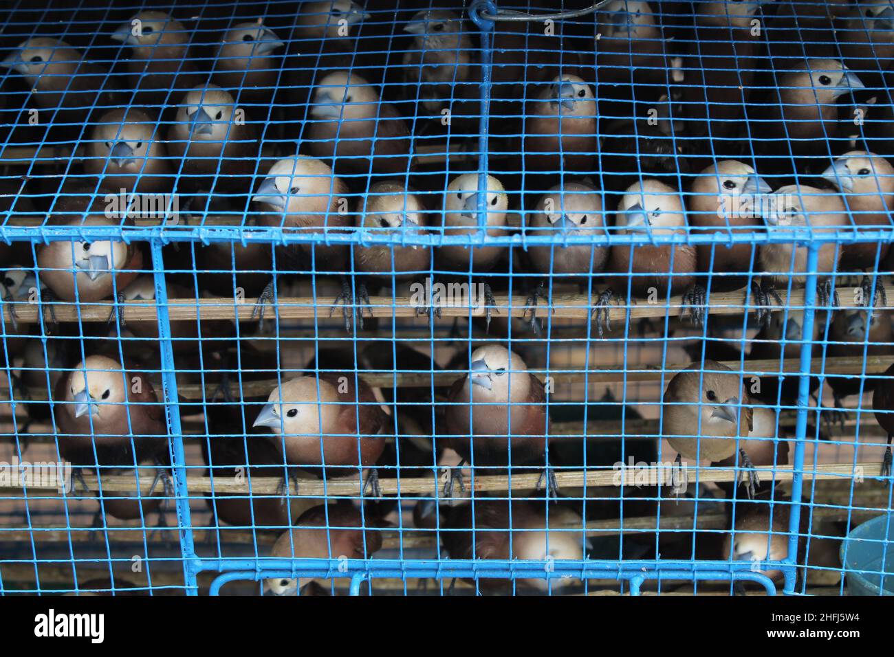 bird in a cage at the animal market. Stock Photo