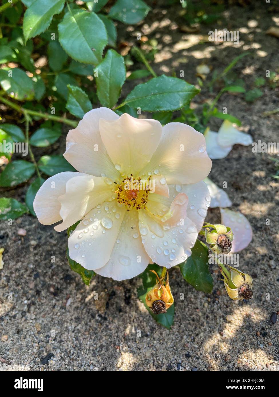 Yellow rose (Rosa xanthina) is a species of rose native to China and