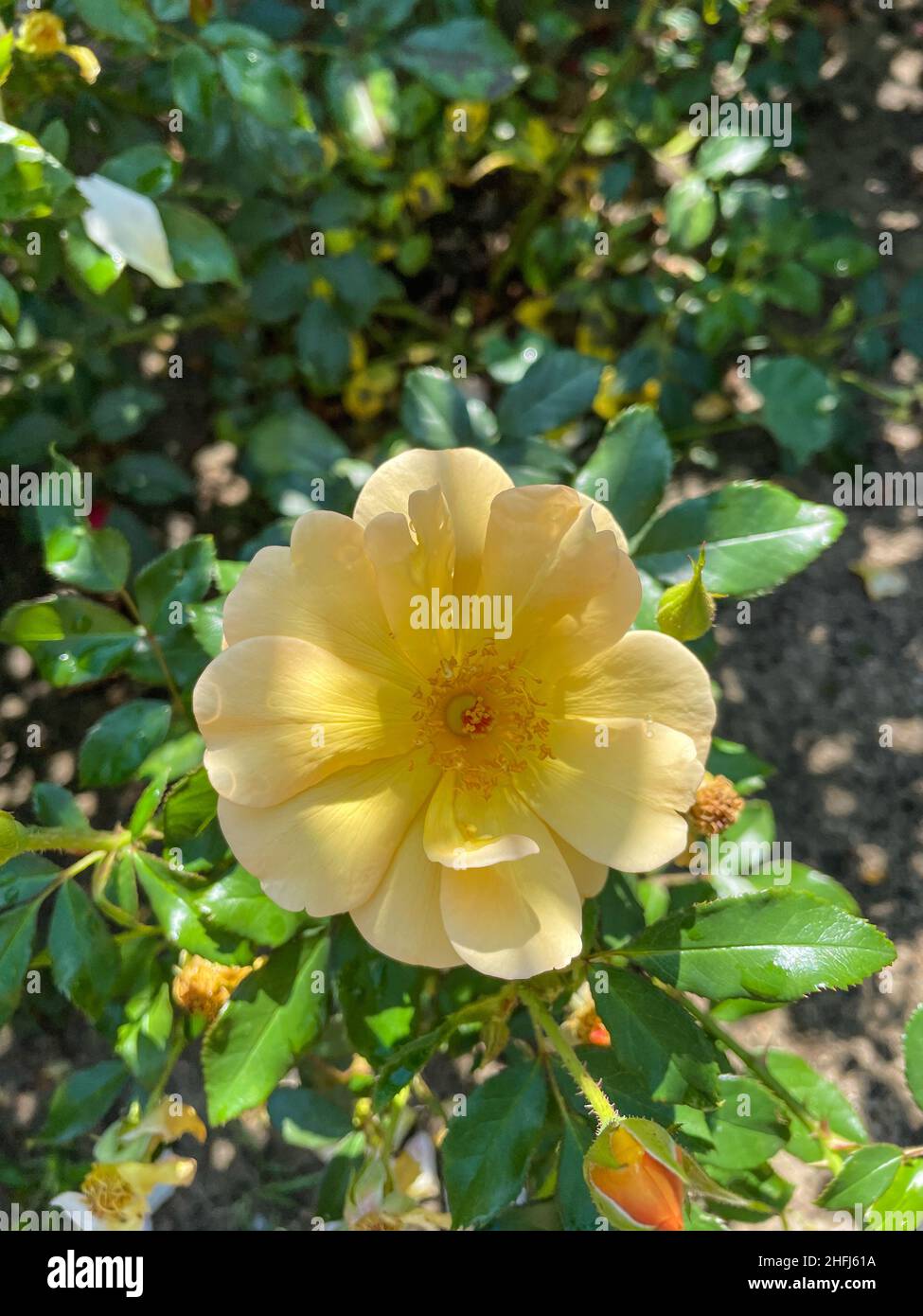 Yellow rose (Rosa xanthina) is a species of rose native to China and Korea. Stock Photo