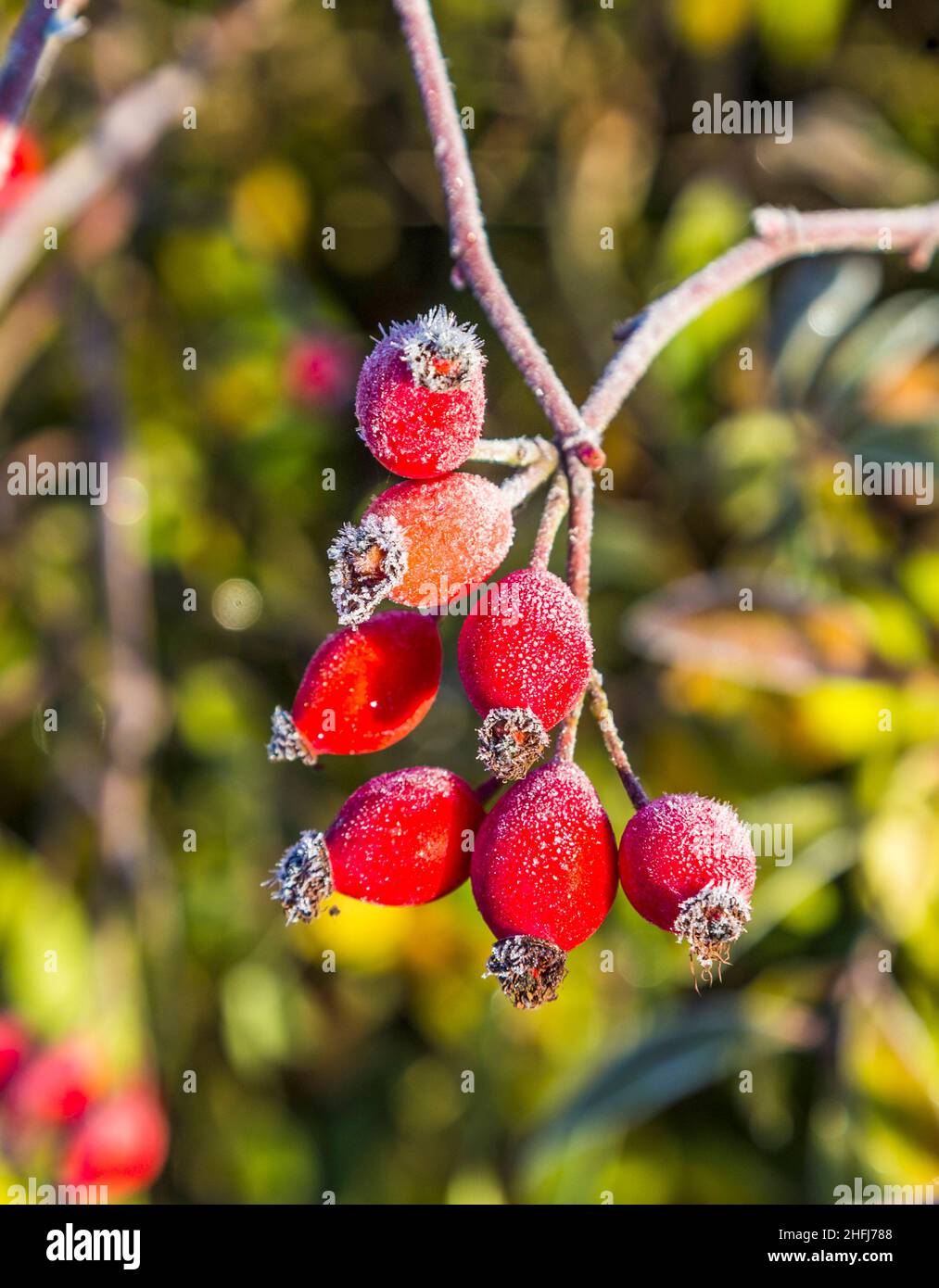 rose hips with hoar frost in winter in early morning light Stock Photo ...