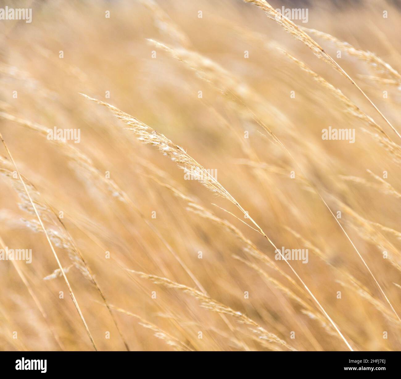 beautiful pattern of corn in detail Stock Photo - Alamy