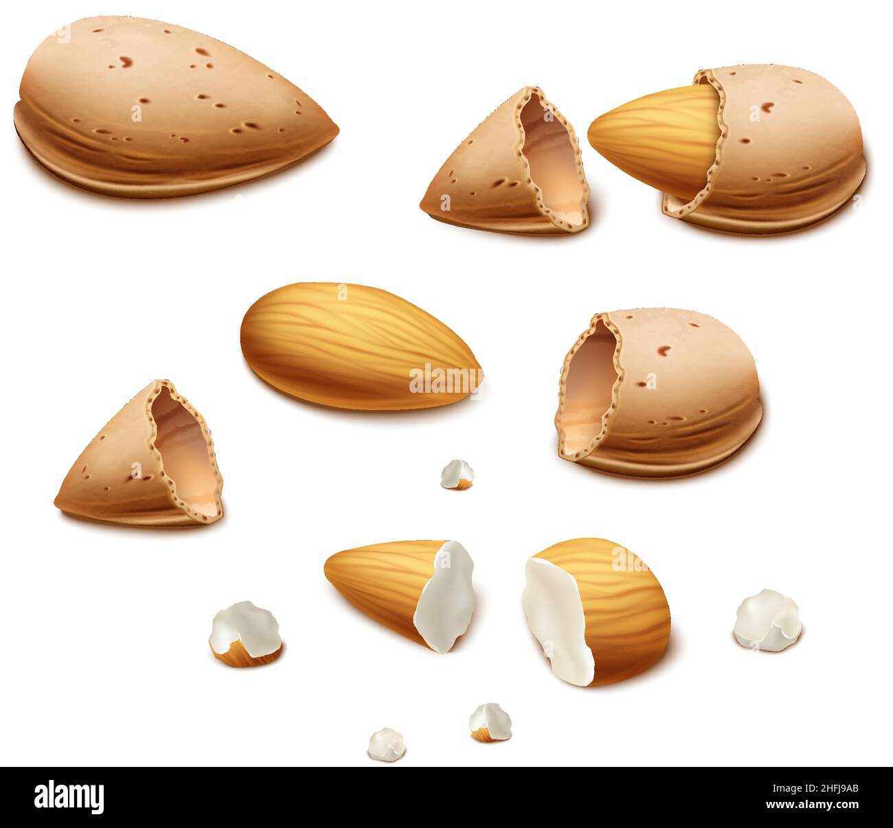 realistic vector background. Almond nut shell and broken nuts. Isolated ...