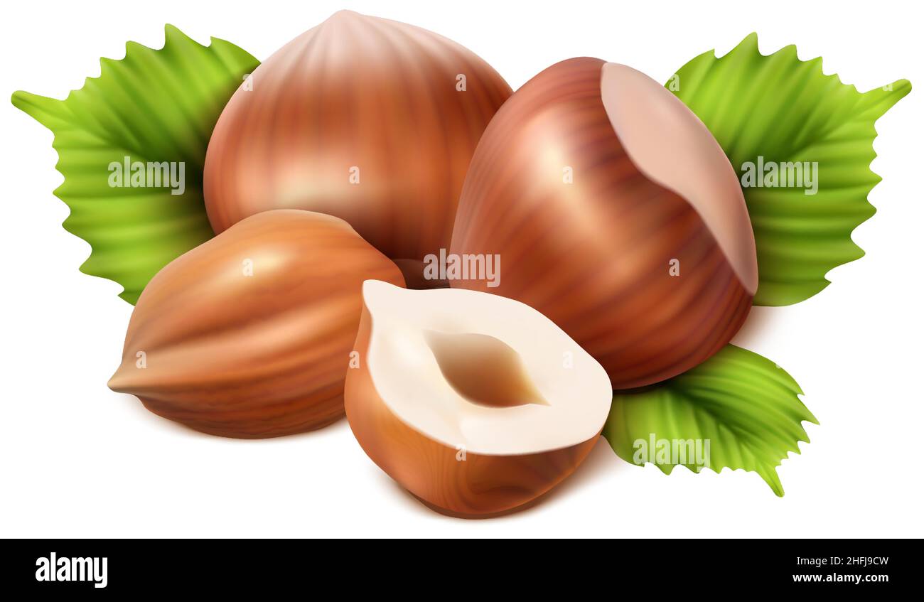 realistic vector icon. Hazelnut peeled, chopped in half and green hazel ...