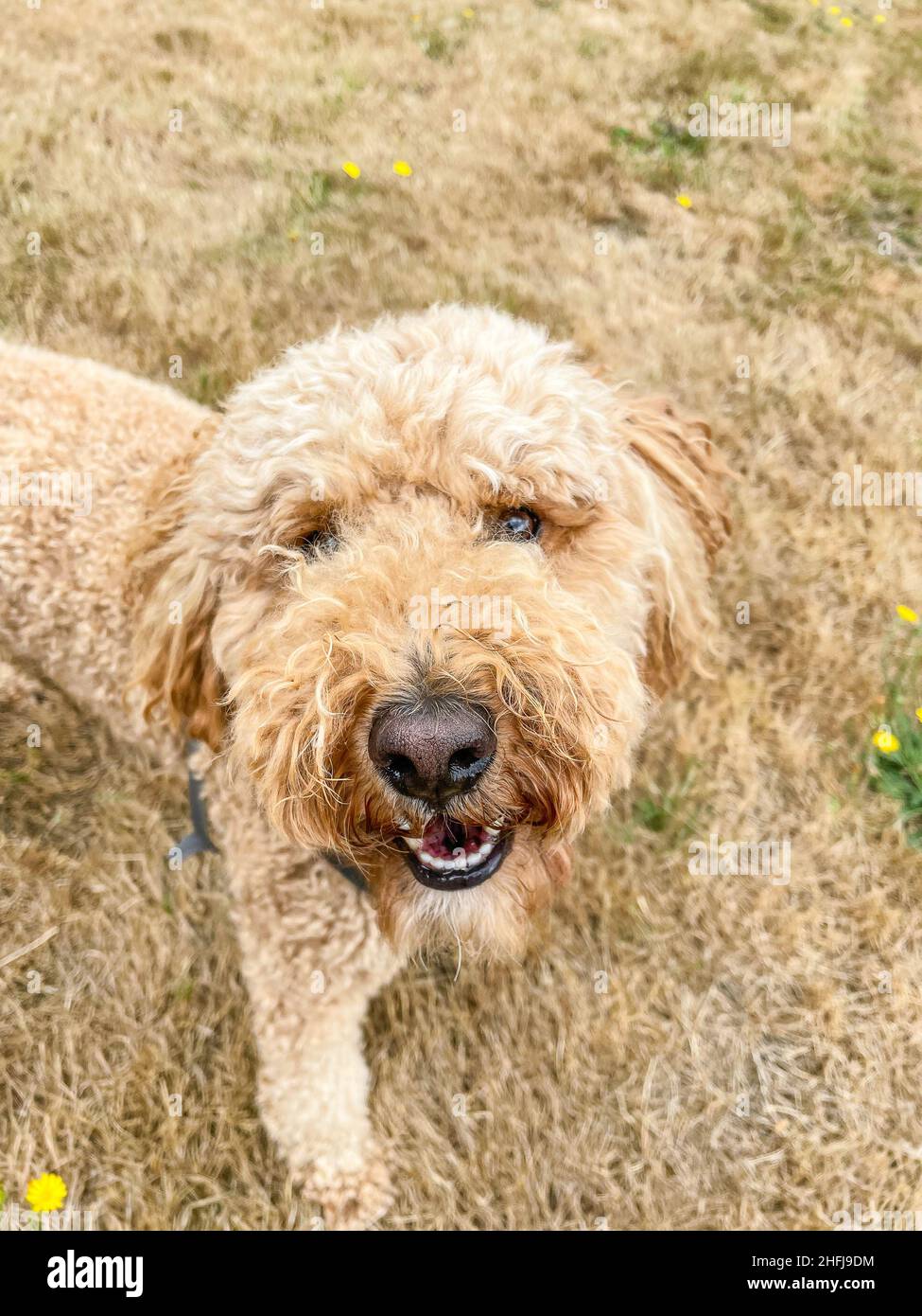 Australian Labradoodle is a mix between the Labrador Retriever, Poodle
