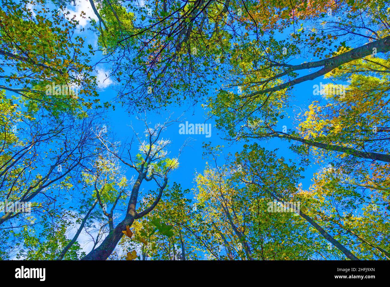 crown of oak trees in autumn under blue sky Stock Photo - Alamy