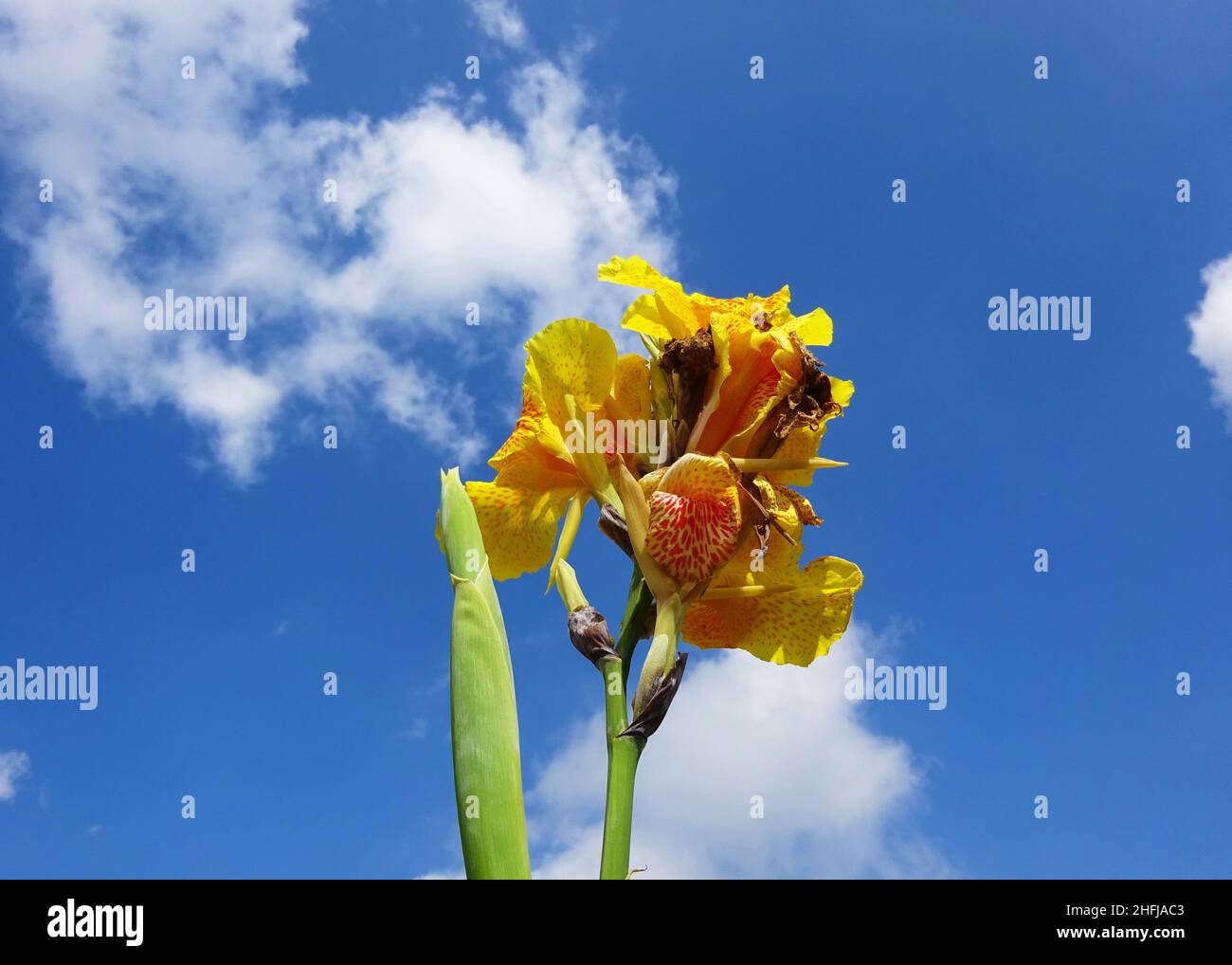 Yellow canna lily flower Stock Photo