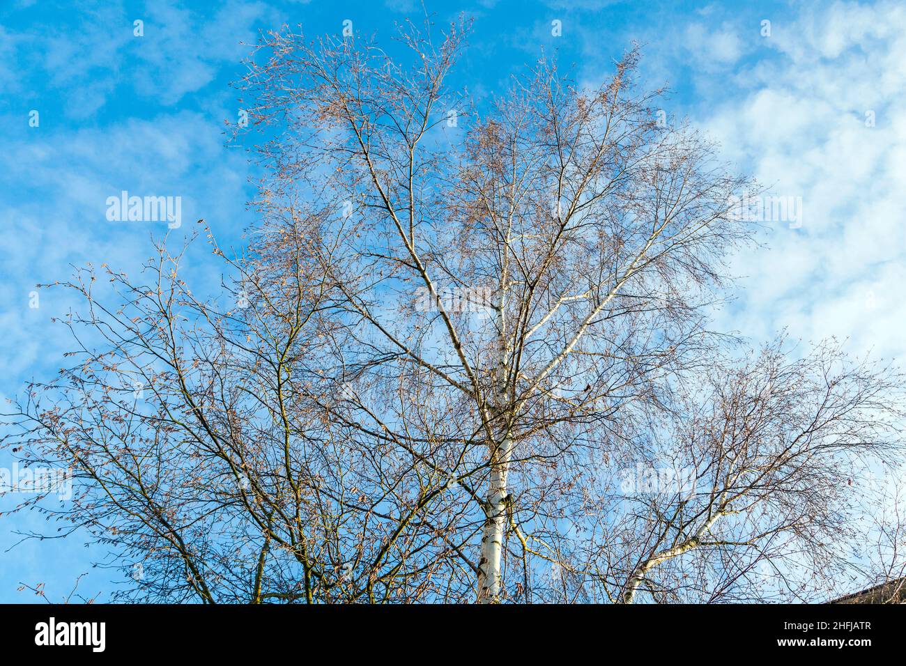 top of Birch tree under blue sky Stock Photo Alamy