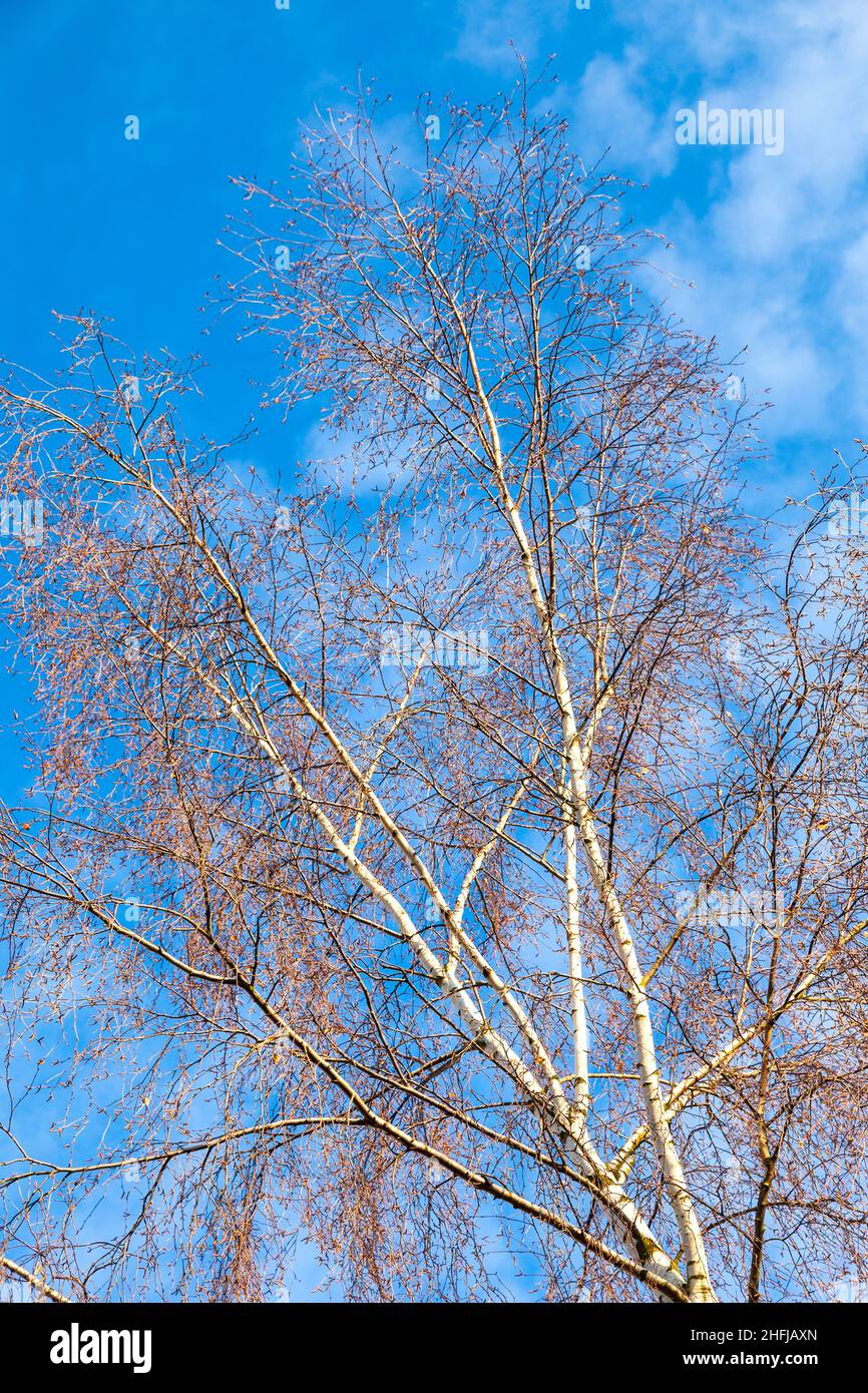 top of Birch tree under blue sky Stock Photo Alamy