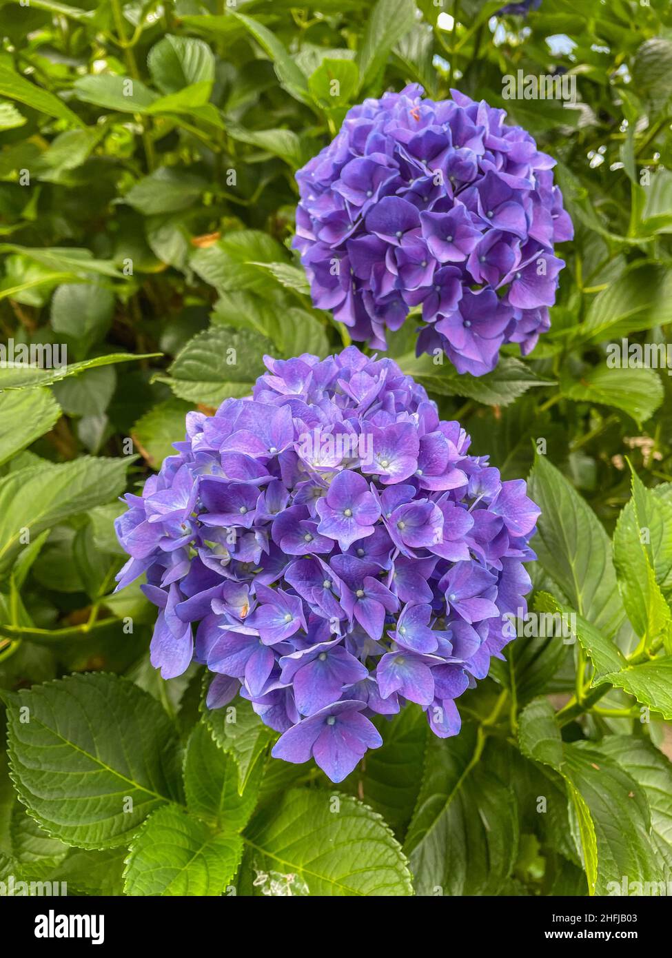 Bigleaf hydrangea (Hydrangea macrophylla) is a species of flowering plant in the family Hydrangeaceae, native to China and Japan. Stock Photo