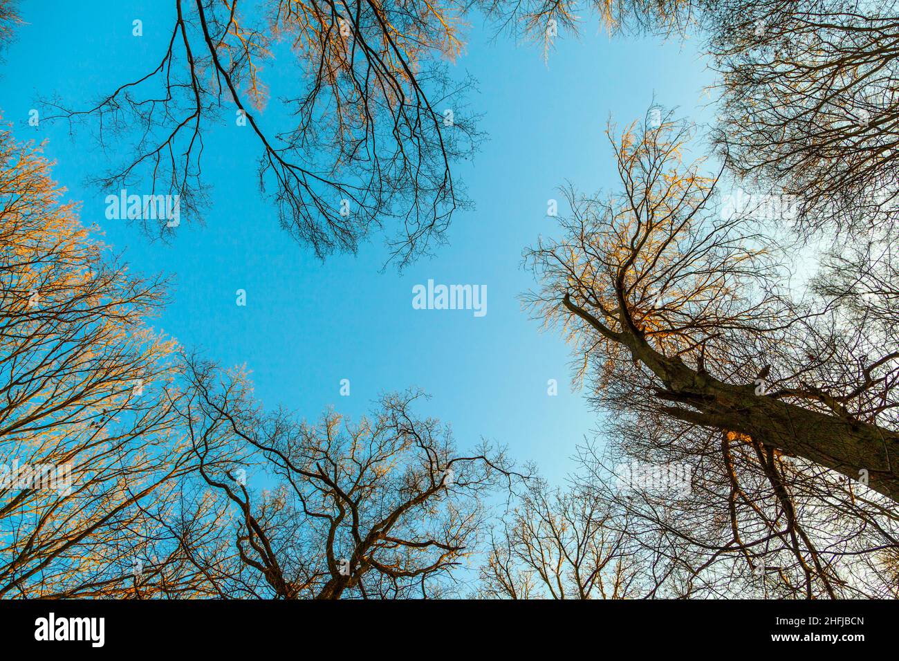 crown of trees under blue sky Stock Photo - Alamy