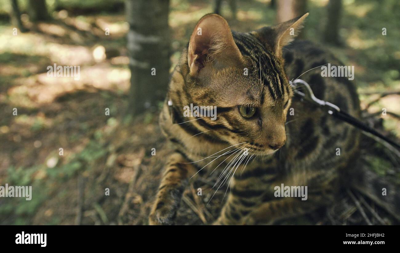 One cat in a city park. Bengal wildcat walk on the forest in collar. Asian Jungle Cat or Swamp or Reed. Domesticated leopard cat. Stock Photo