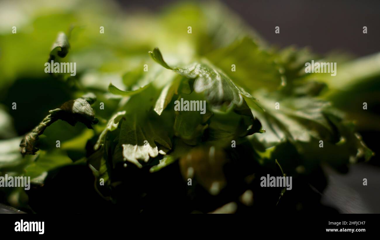 Close up of green parsley leaves begin to wither on black background ...
