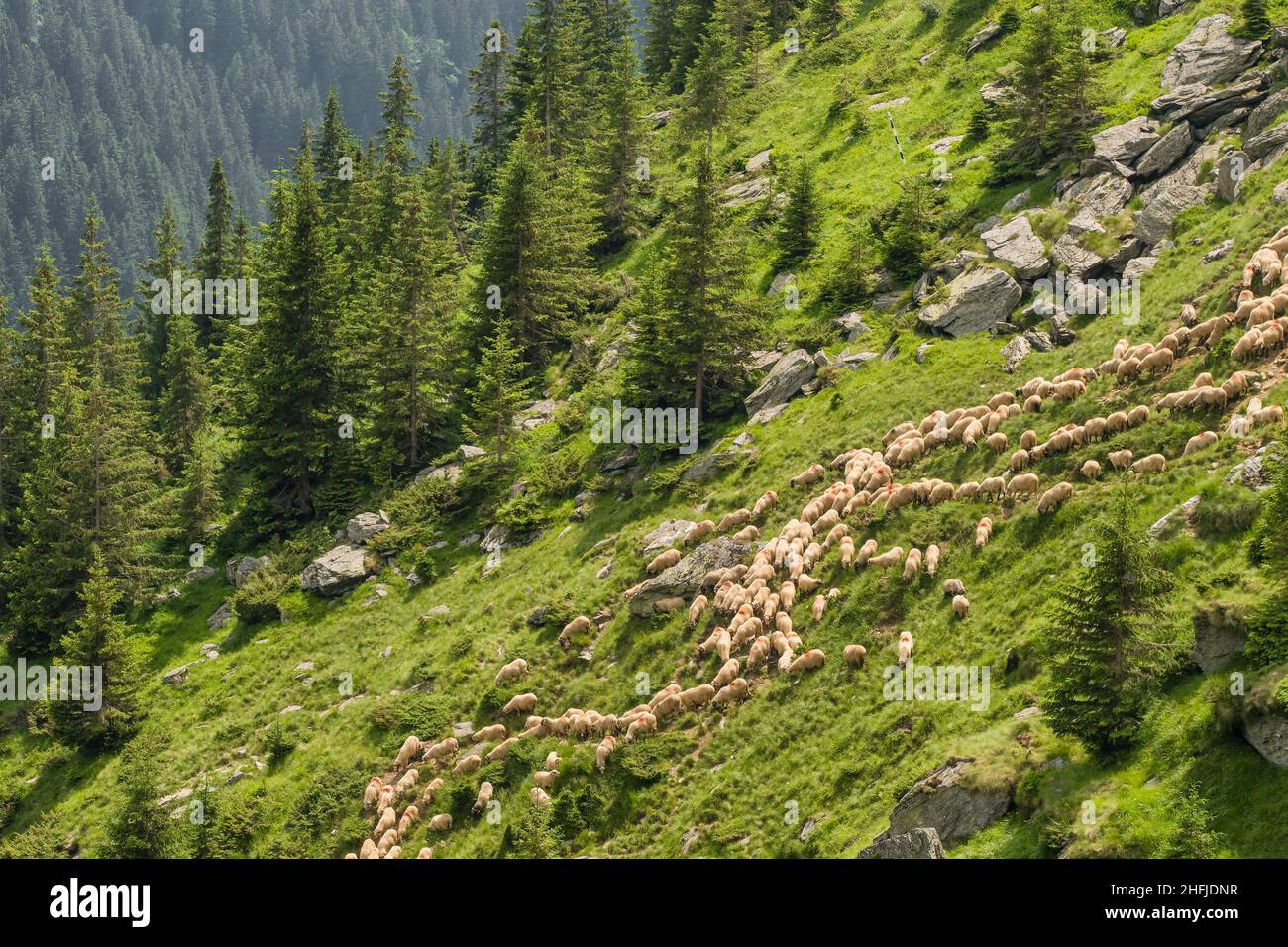 Big Herd of sheeps grazing in mountains. Stock Photo
