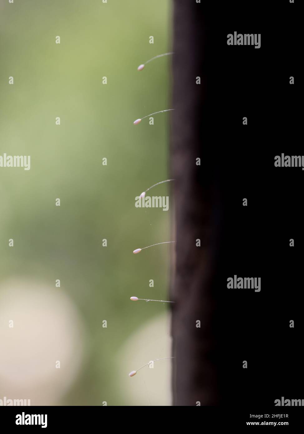 Pearlescent insect eggs on stalks attacked to wood by long silken