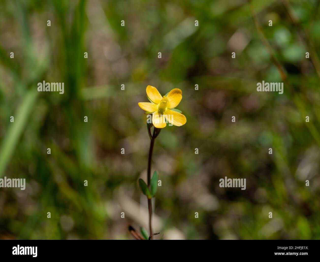 Australian Buttercup (Ranunculus lappaceus) Stock Photo