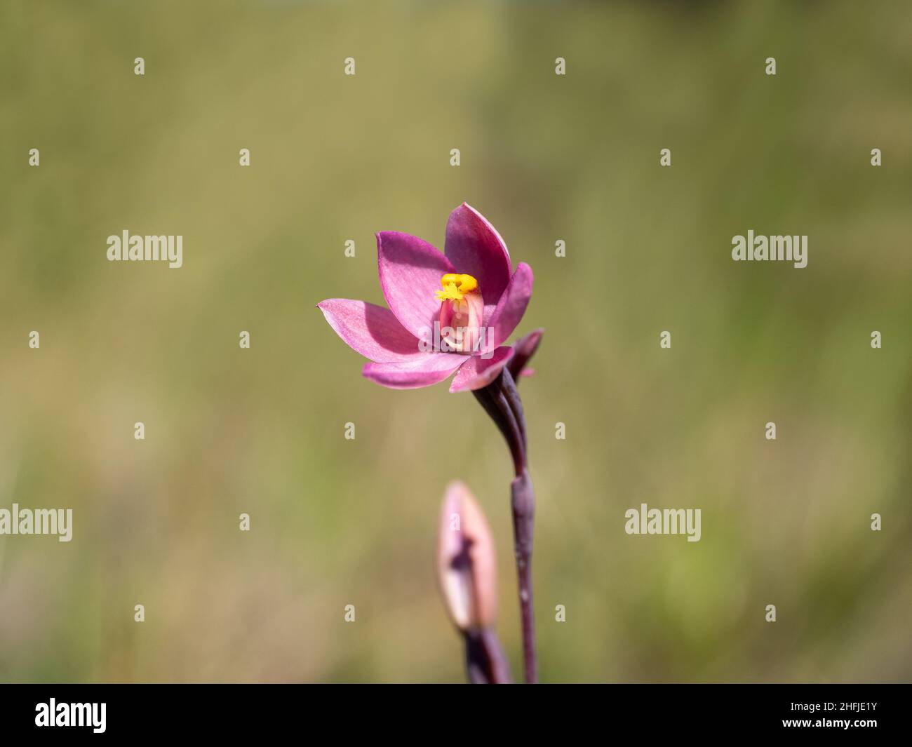 Pink Sun Orchid flowering Stock Photo