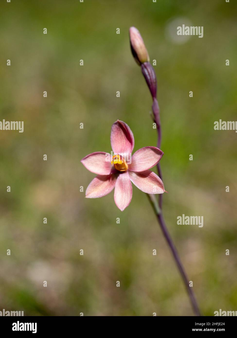 Salmon Sun Orchid (Thelymitra rubra Stock Photo Alamy