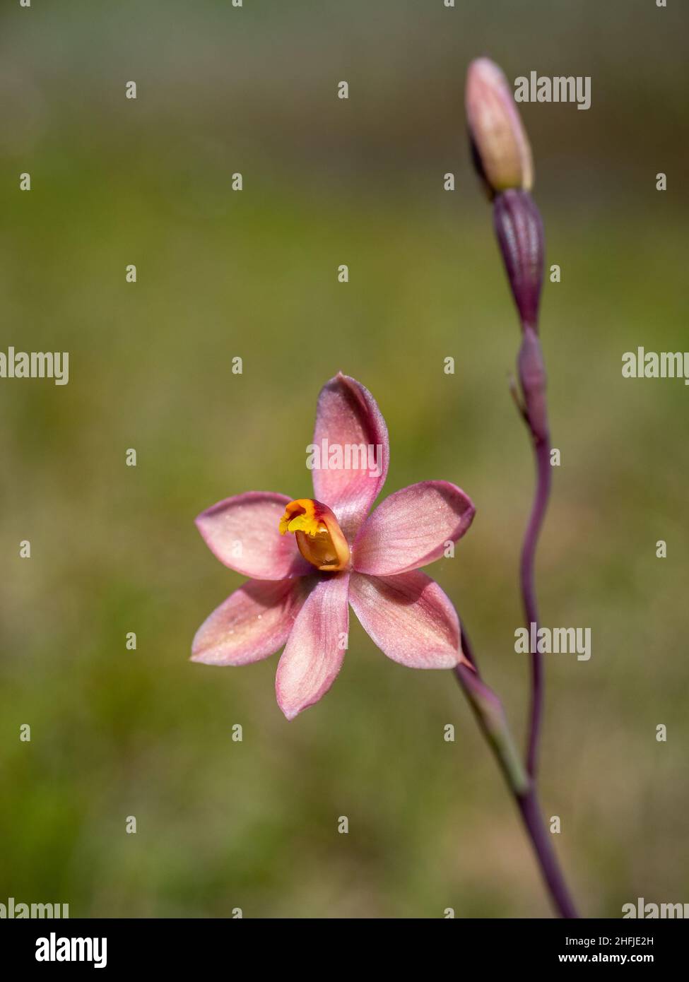 Salmon Sun Orchid  (Thelymitra rubra) Stock Photo