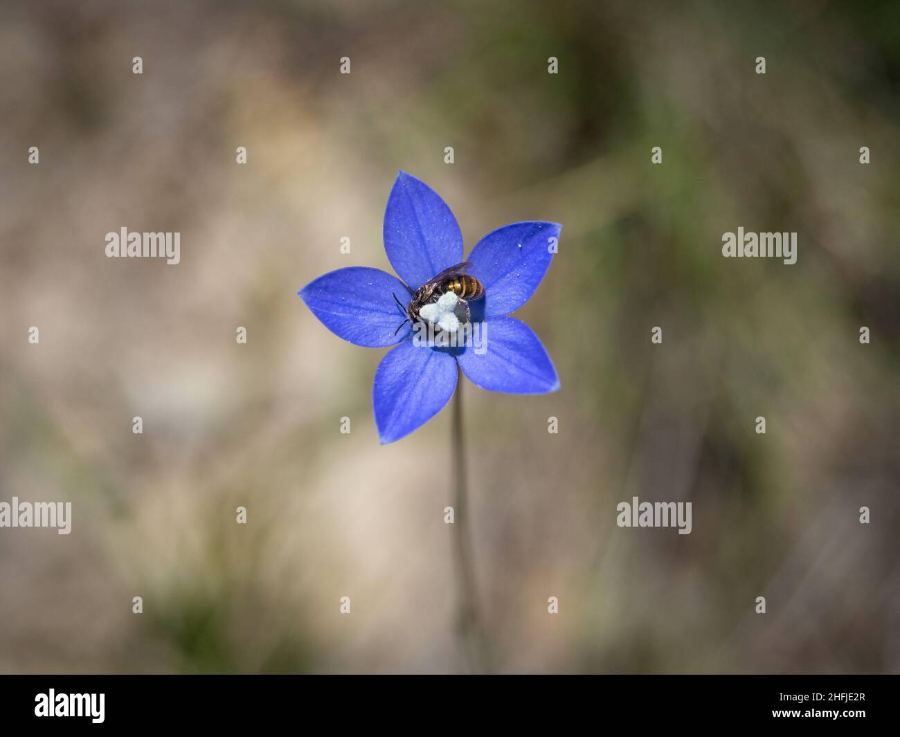 A bee collects pollen from a Hairy Annual Bluebell flower (Wahlenbergia gracilenta) Stock Photo
