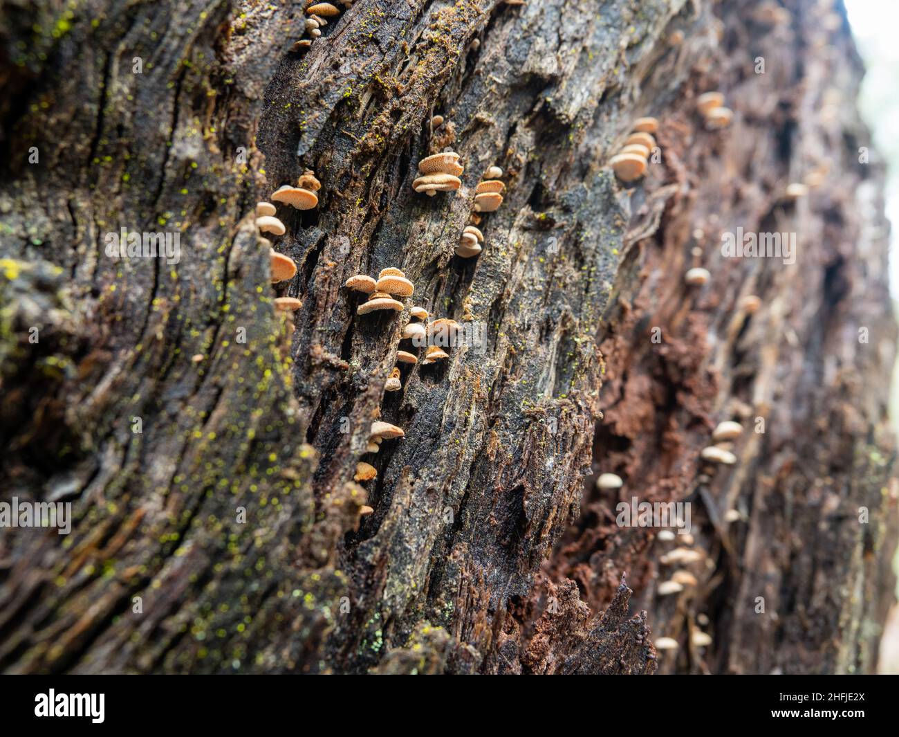 Small Dictyopanus pusillus fungi growing on a tree trunk on the Mornington Peninsula, Victoria Stock Photo