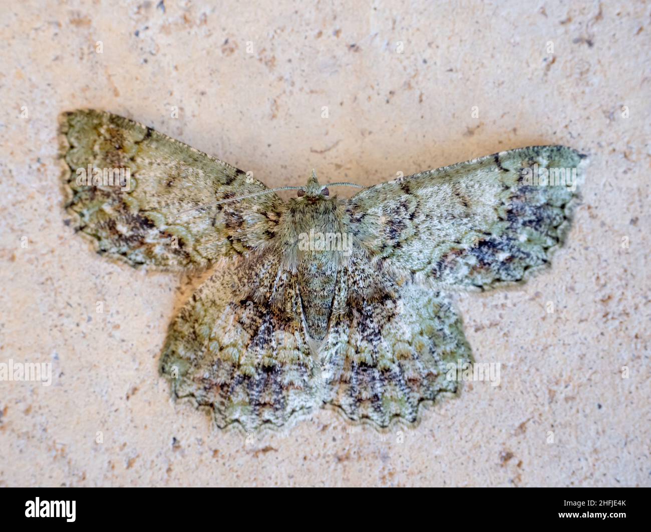 Australian Textured Emerald Moth, (hypodoxa muscosaria) Stock Photo