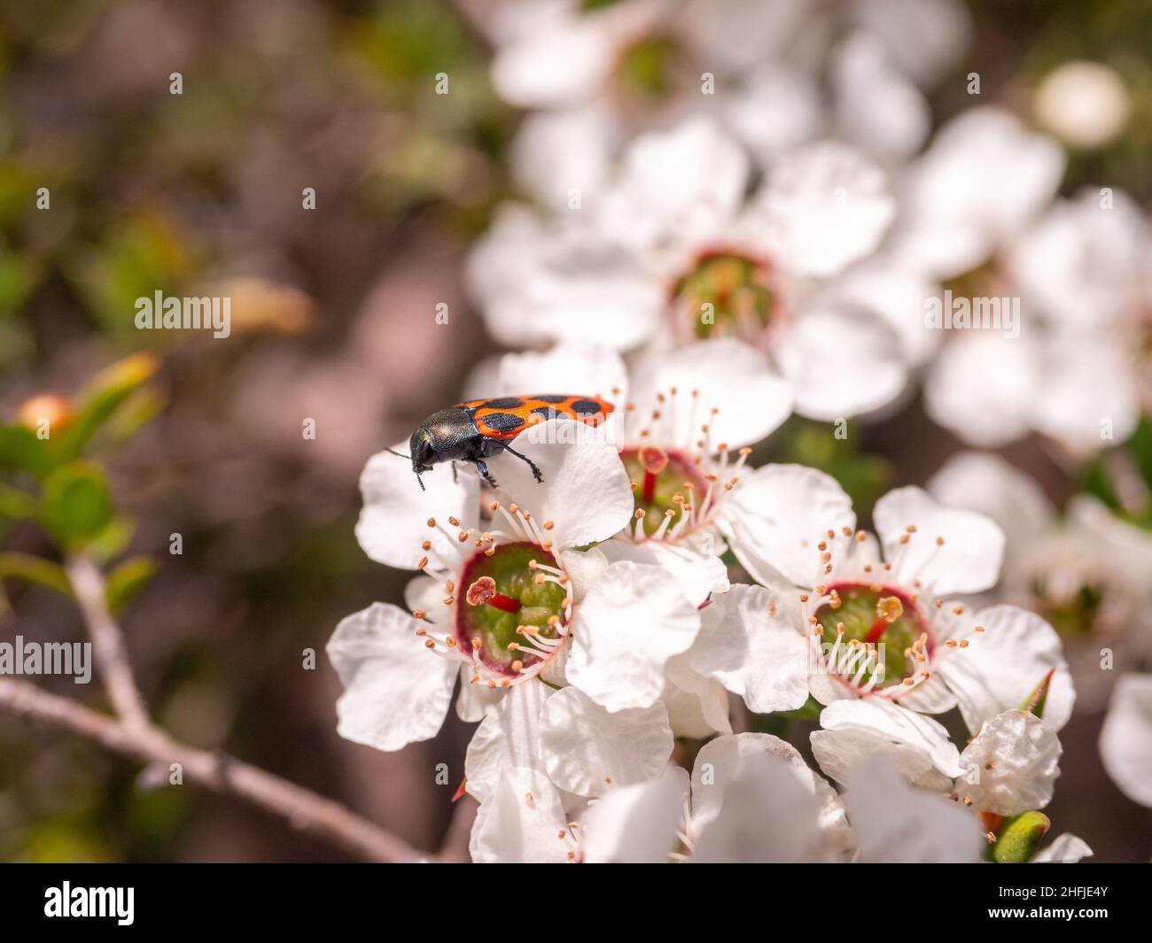 Australian jewel beetle on tea tree flowers Stock Photo