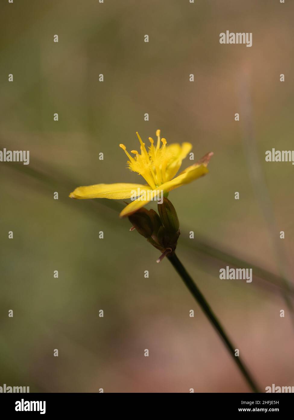 Yellow Rush Lily (Tricoryne elatior) Stock Photo