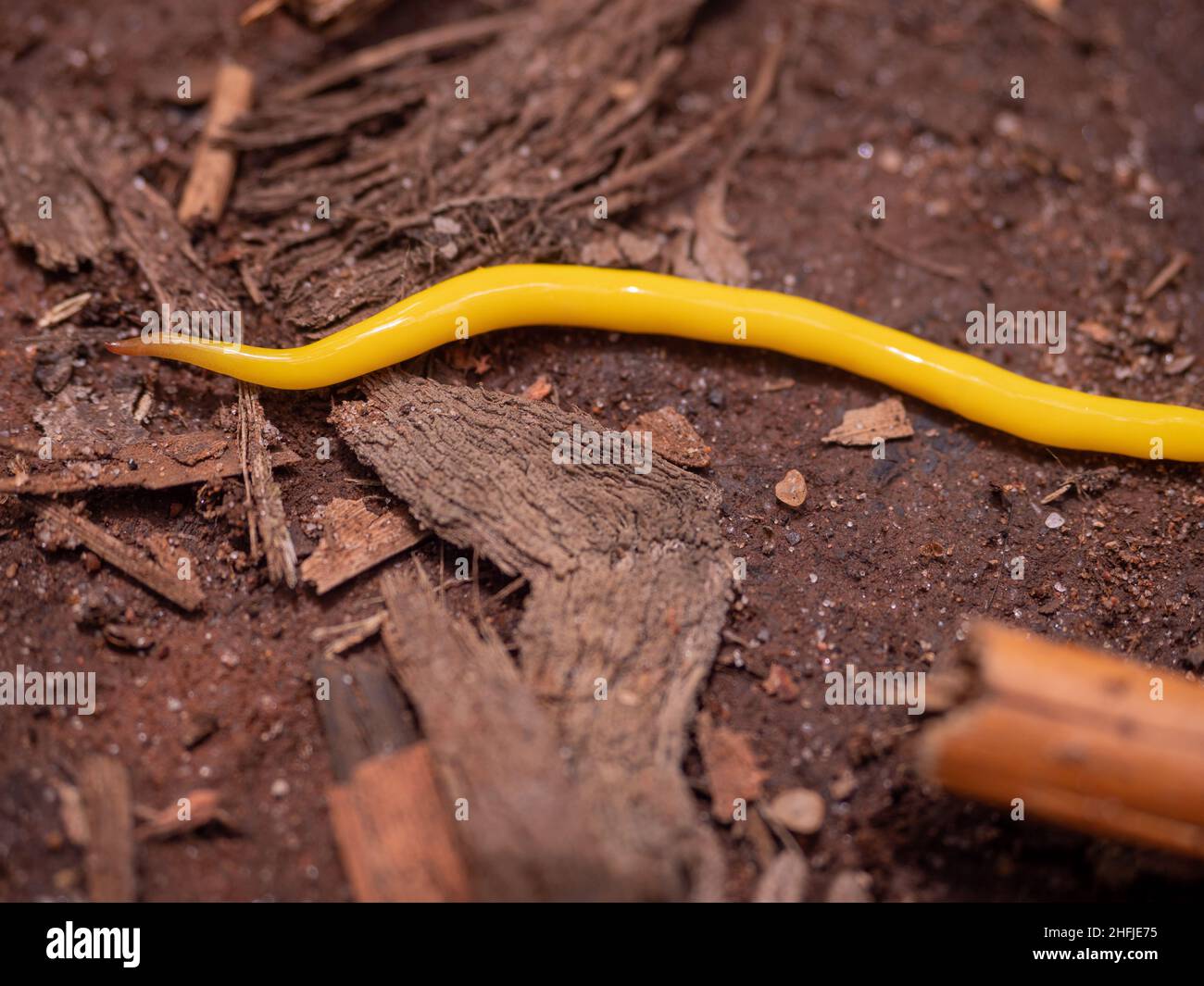 Yellow Canary Worm (Fletchamia sugdeni) Victoria, Australia Stock Photo