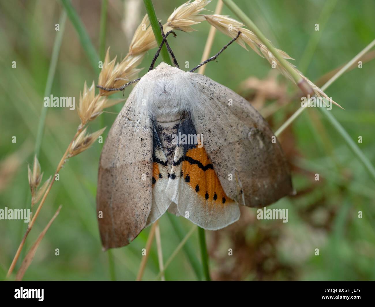 The Fallen-bark Looper Moth (Gastrophora henricaria) is found in the south-east corner of Australia Stock Photo