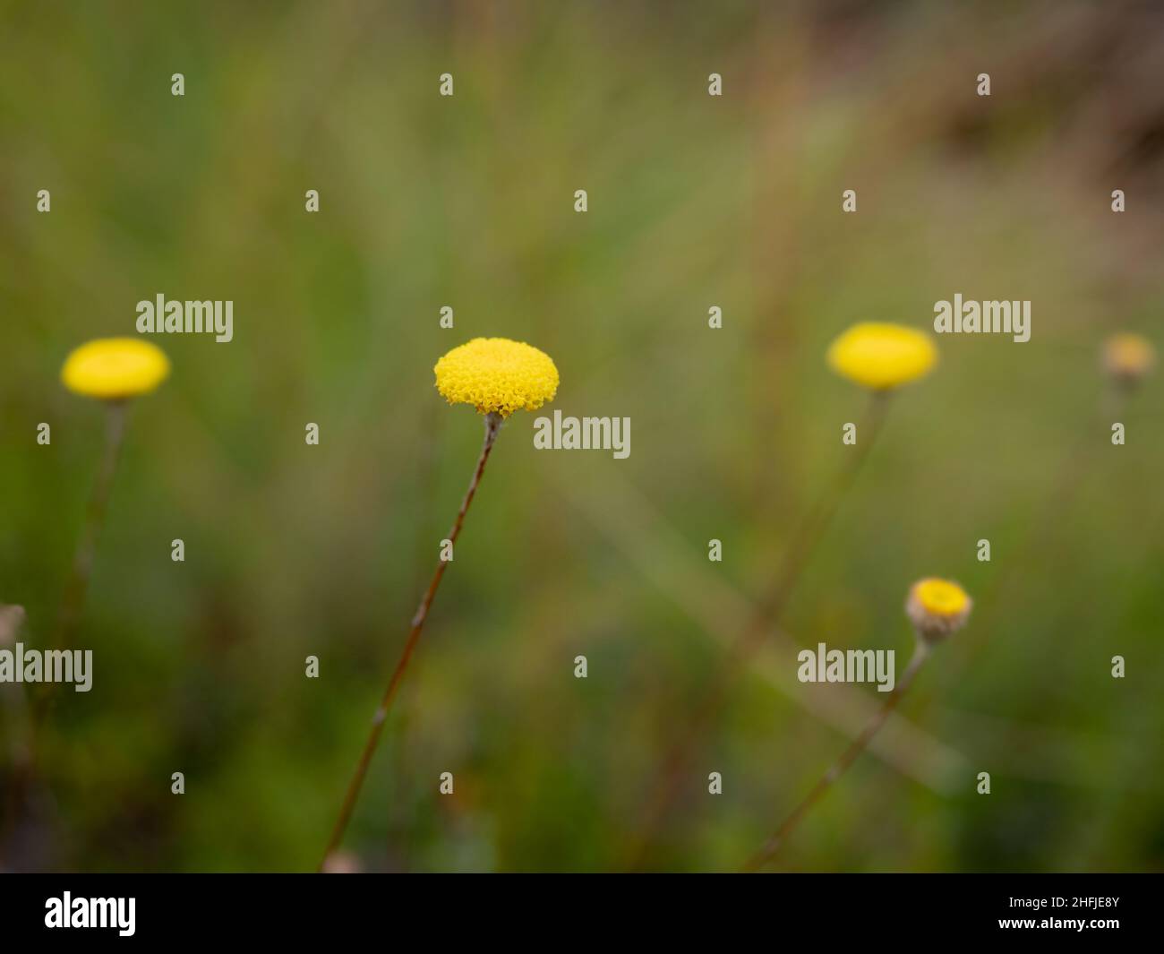 Bright yellow Billy Button (Craspedia spp) flowers in Summer Stock Photo
