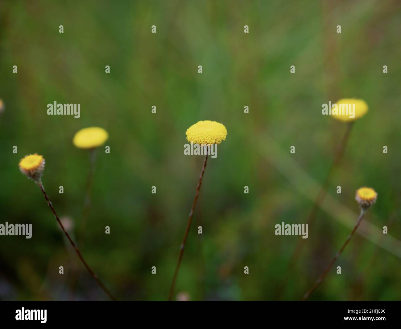 Bright yellow Billy Button (Craspedia spp) flowers in Summer Stock Photo