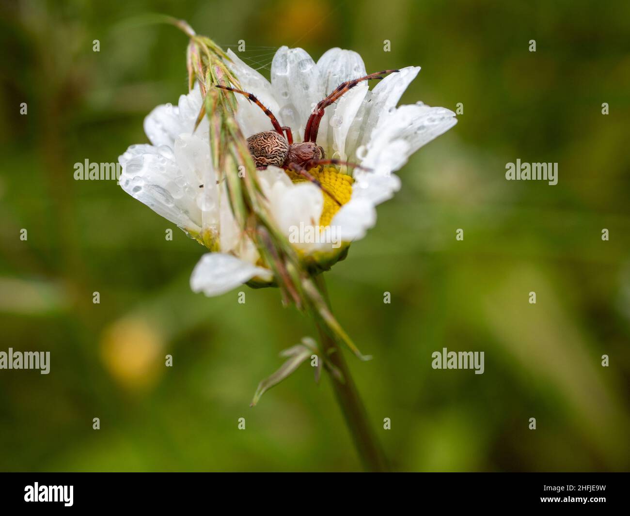 Australian Golden Orb Weaver spider perched on a white Ox-eye daisy Stock Photo
