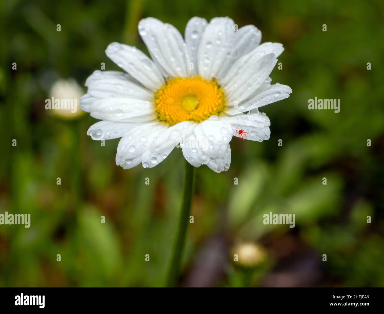 A tiny red spider mite clambering over an Ox-eye daisy Stock Photo