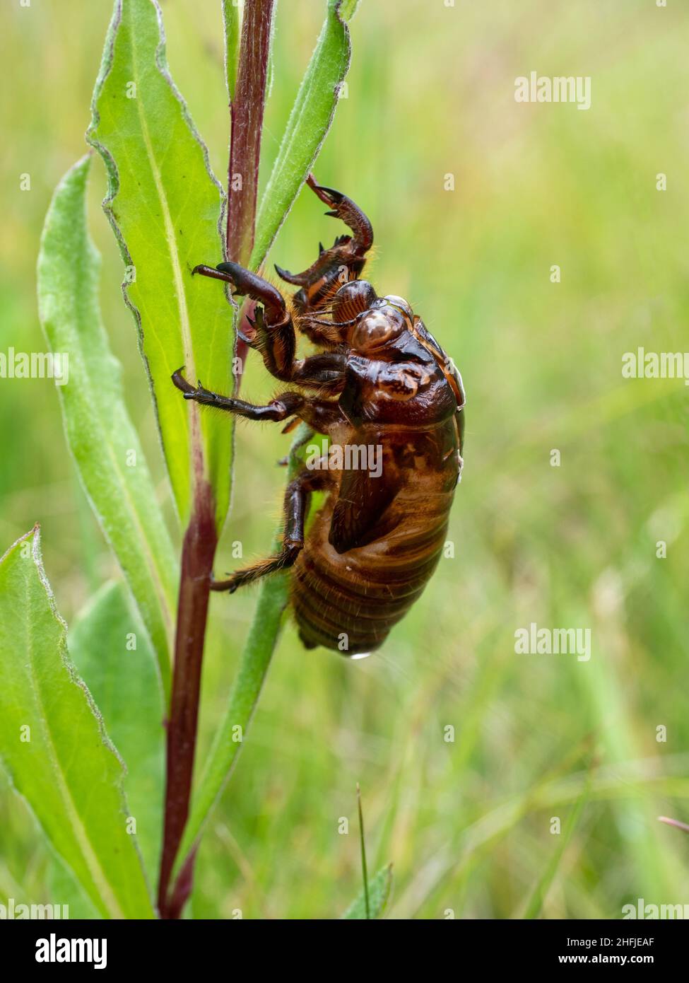 The discarded empty exoskeleton of the nymph form of a cicada. Victoria, Australia. Stock Photo