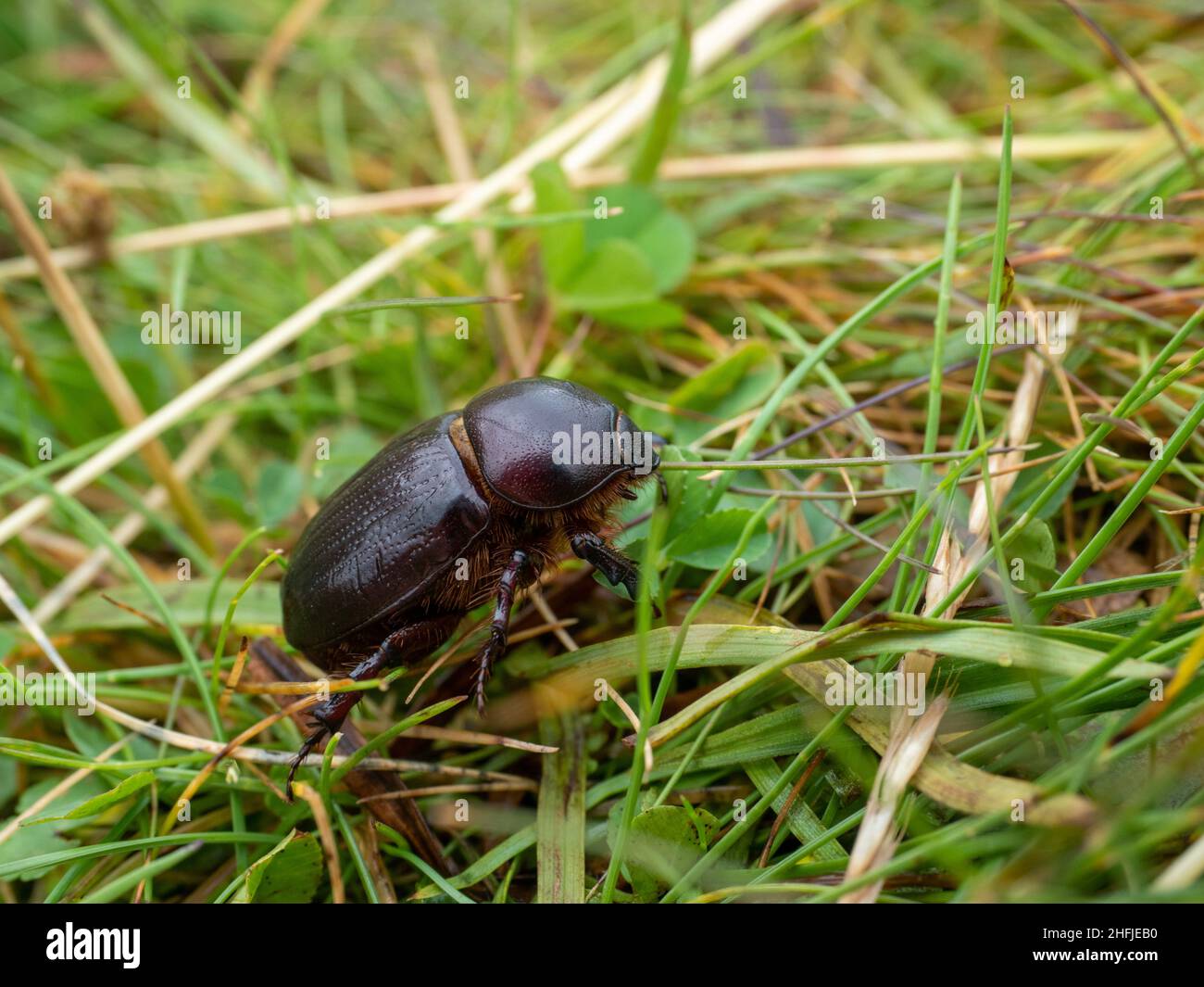 Adult Red-headed cockchafer beetle in grasslands in alpine Victoria, Australia Stock Photo