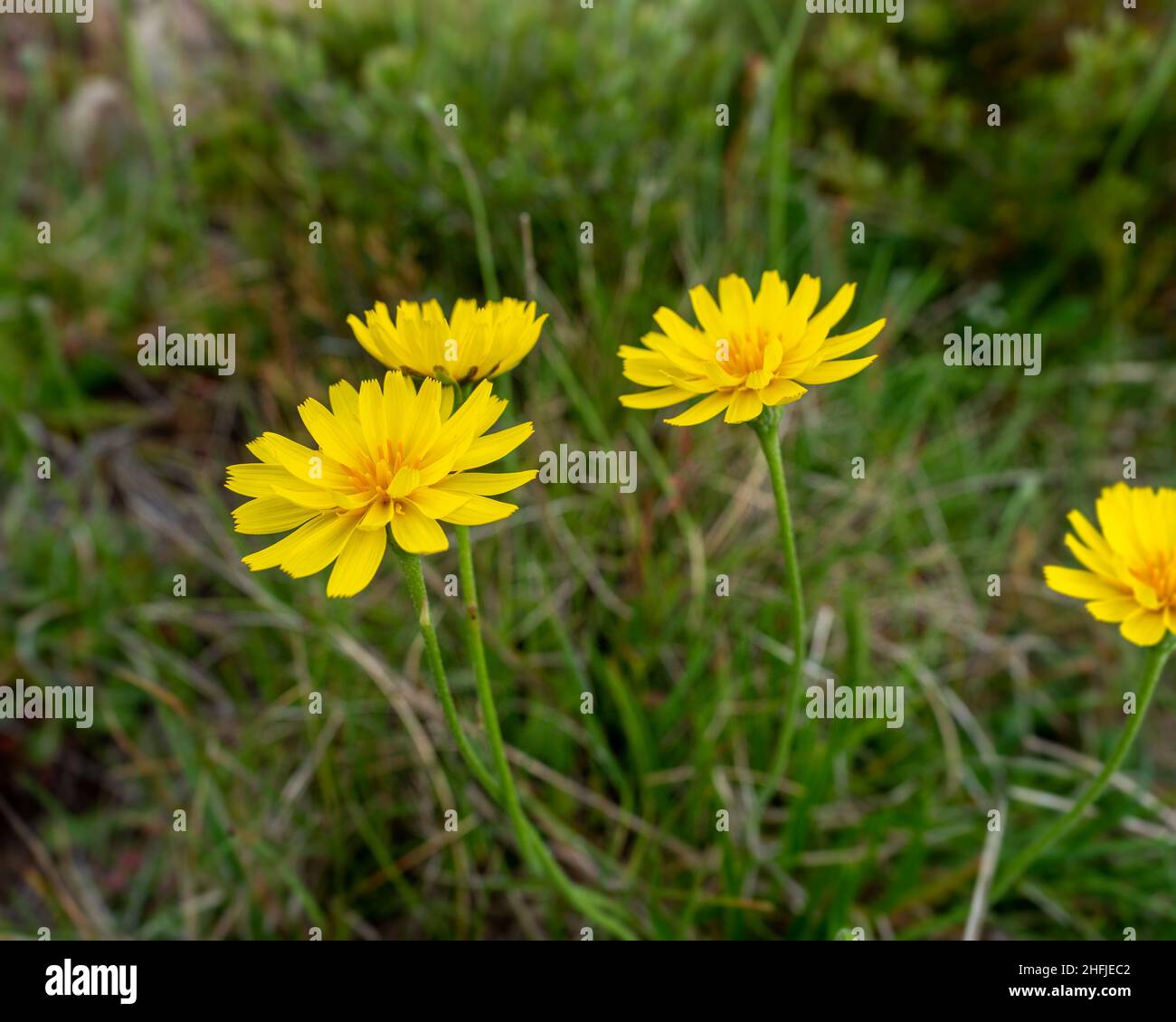 Yellow Yam Flower (Murnong or Microseris lanceolata) in alpine victoria, Victoria, Australia Stock Photo