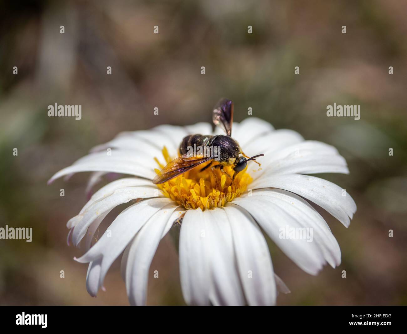 Native bee on white alpine daisy flowers (Celmisia costiniana) in Victoria, Australia Stock Photo