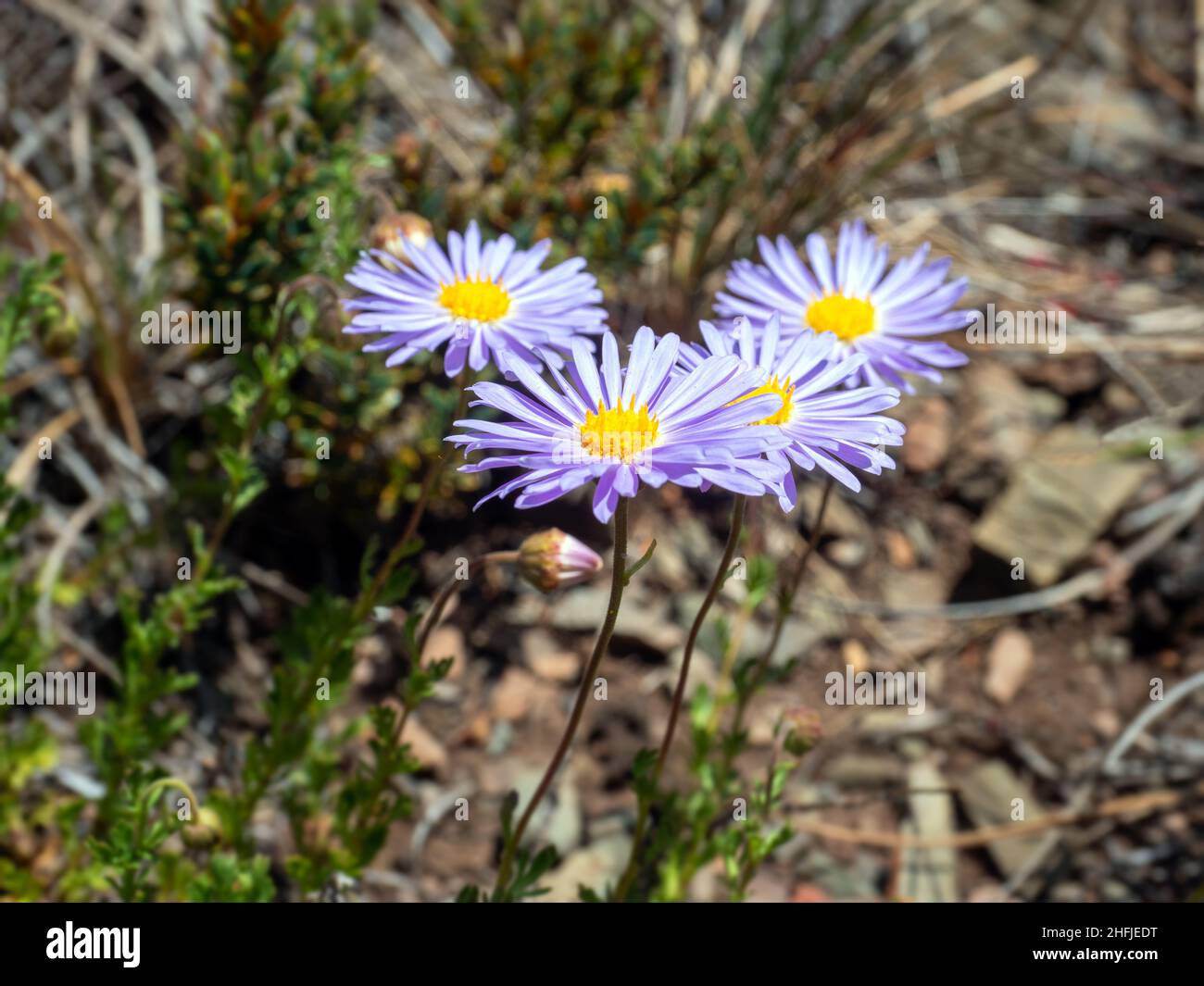 Cut-leaf daisy flowers in Summer in Alpine Victoria, Australia Stock Photo