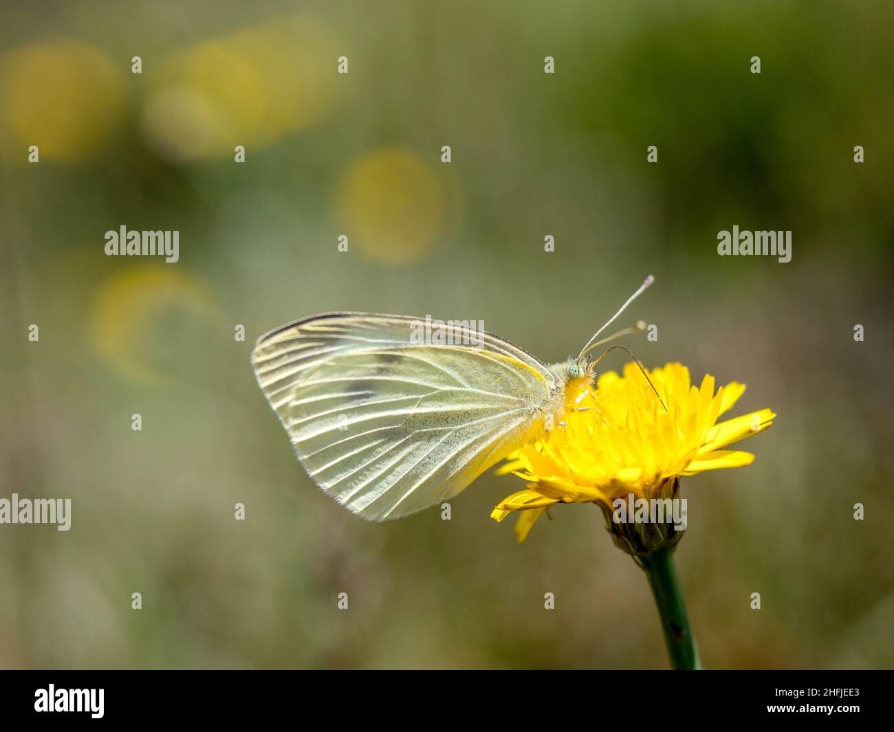 Small White Butterfly (Pieris rapae) atop a dandelion flower, Mount