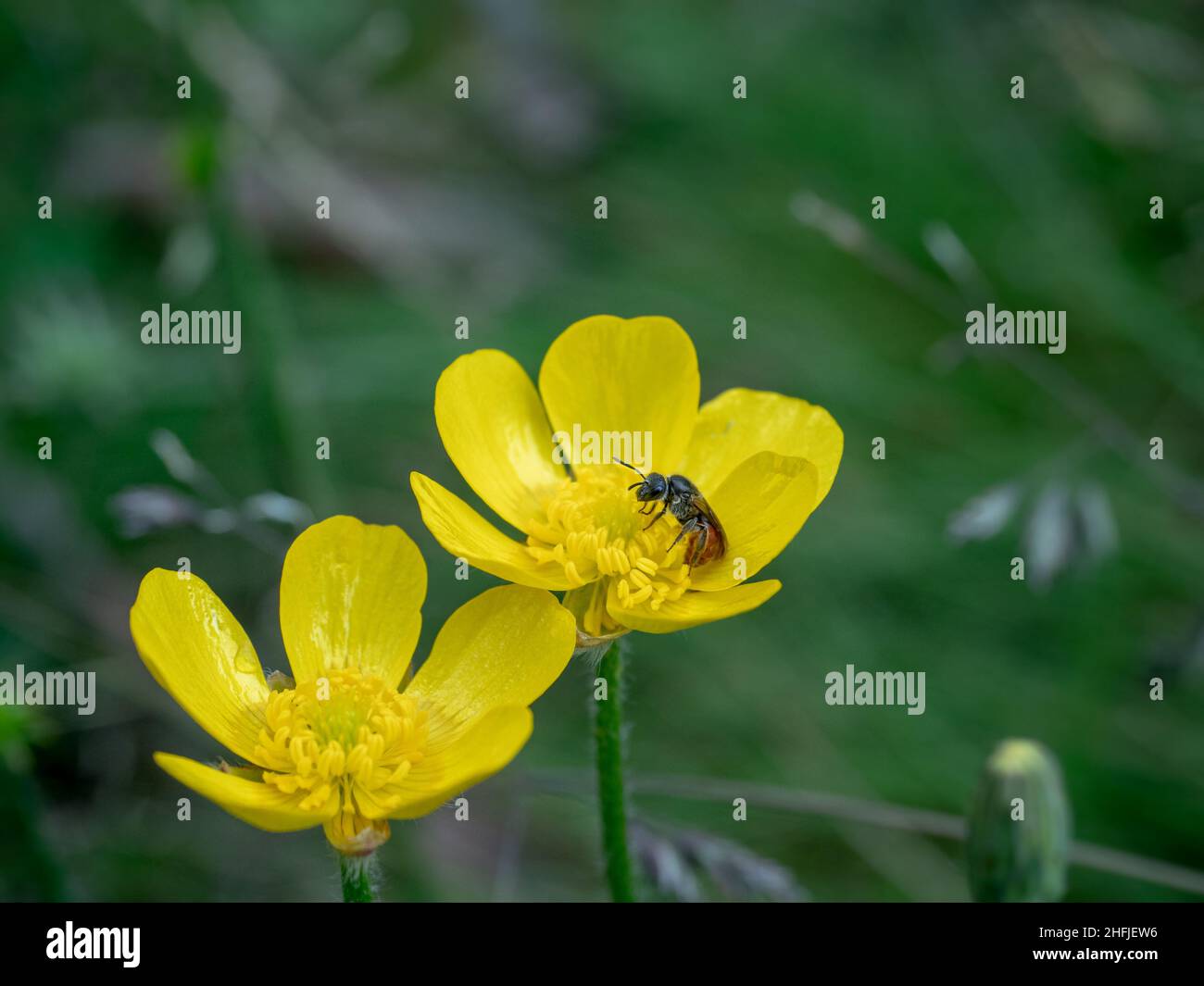 Australian Native Wildflower the Common Buttercup (Ranuculus lappaceus) with a native bee (Homalictus) collecting nectar Stock Photo