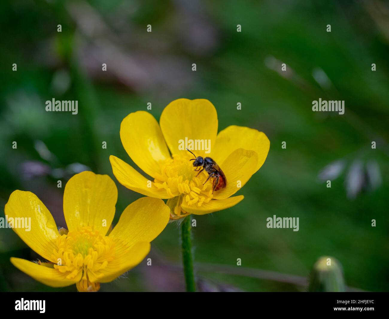 Australian Native Wildflower the Common Buttercup (Ranuculus lappaceus) with a native bee (Homalictus) collecting nectar Stock Photo