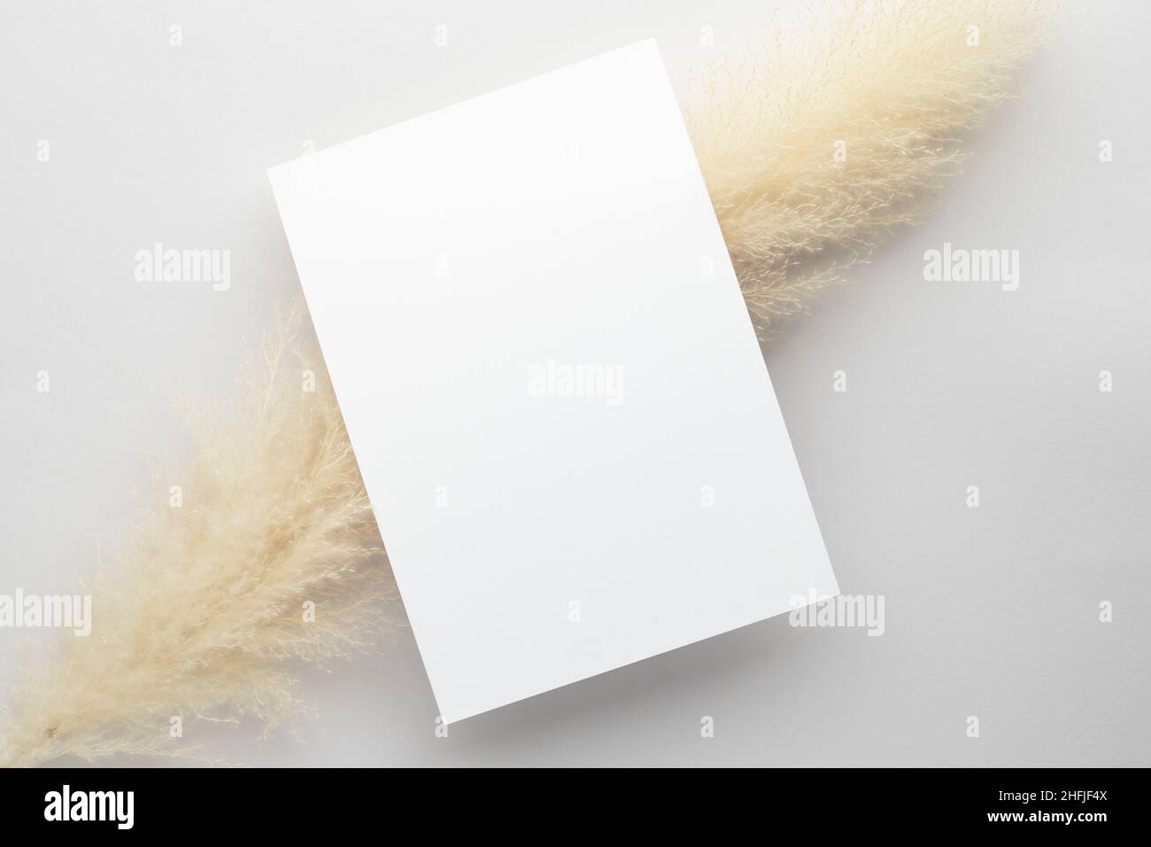 White invitation card mockup with a pampas grass on grey background, Minimal grey workplace composition, flat lay, mockup Stock Photo