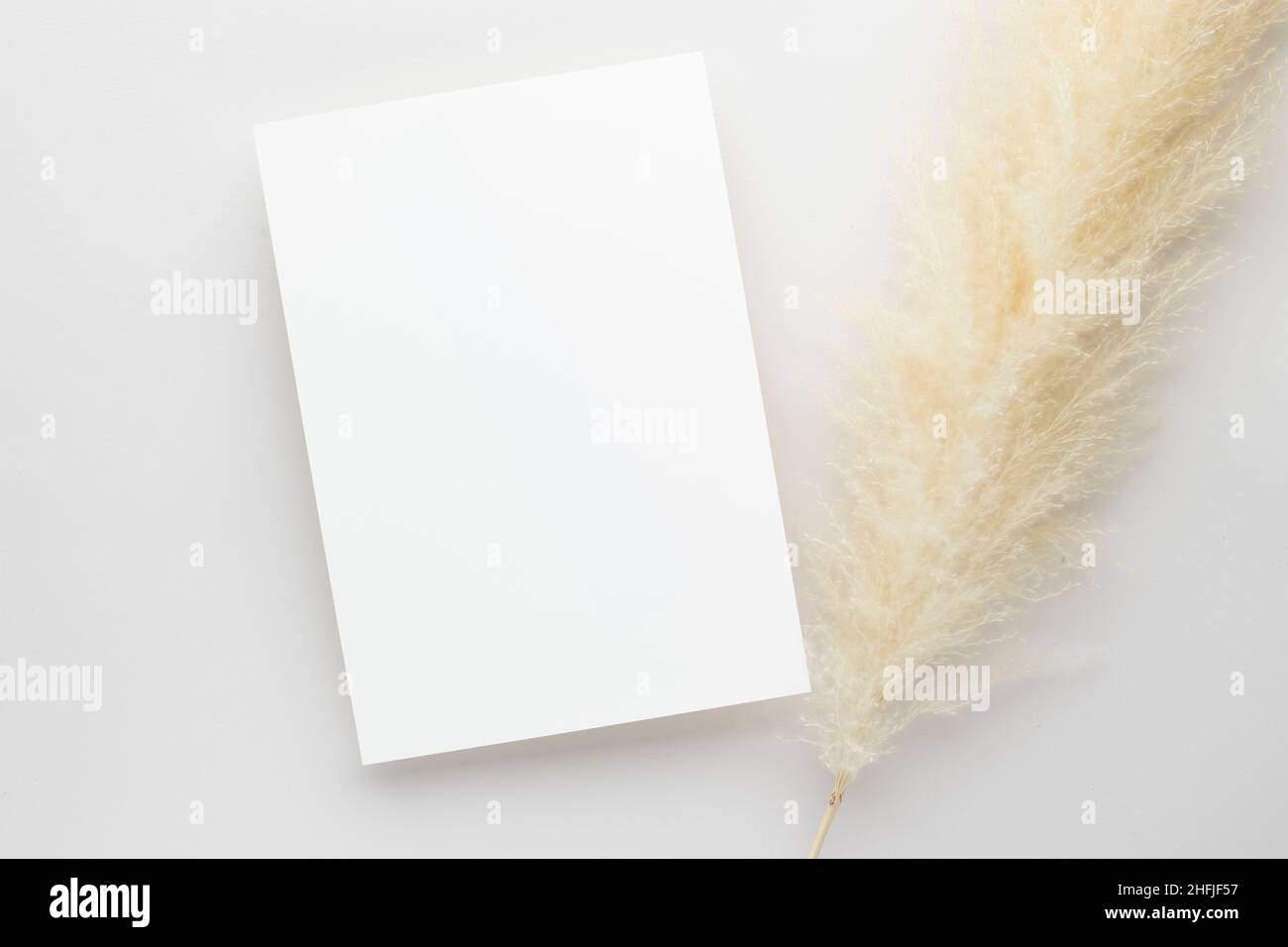 White invitation card mockup with a pampas grass on grey background, Minimal grey workplace composition, flat lay, mockup Stock Photo