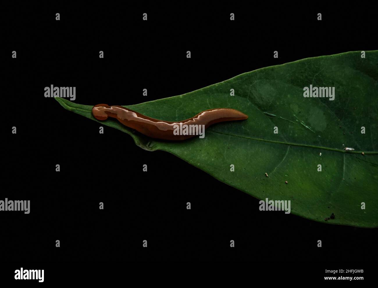 hammerhead worm, Macro shots, Beautiful nature scene. Closeup beautiful wildlife cretures in