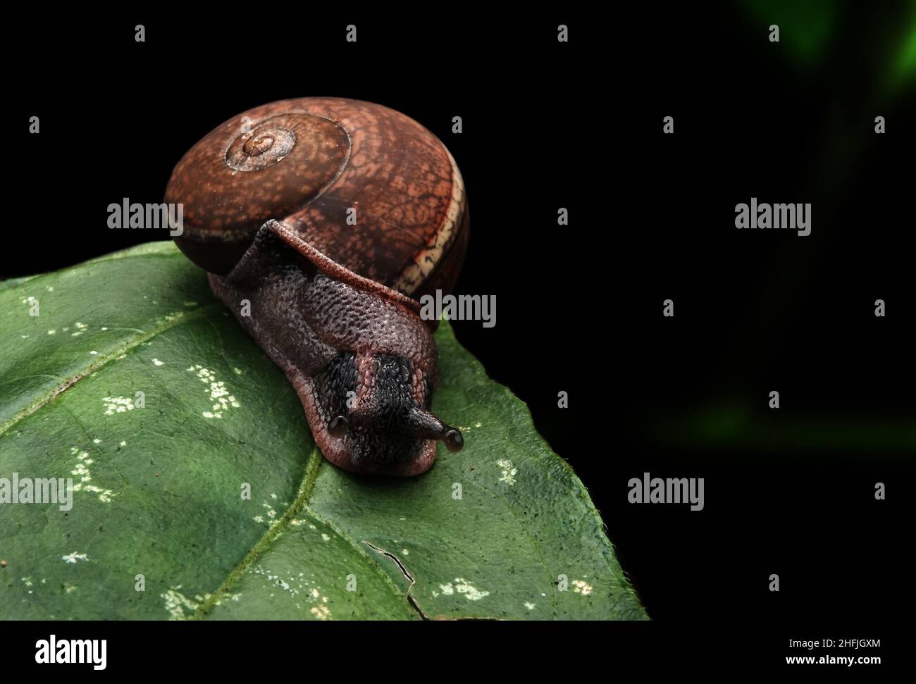 Indian snails, Macro shots, Beautiful nature scene. Closeup beautiful