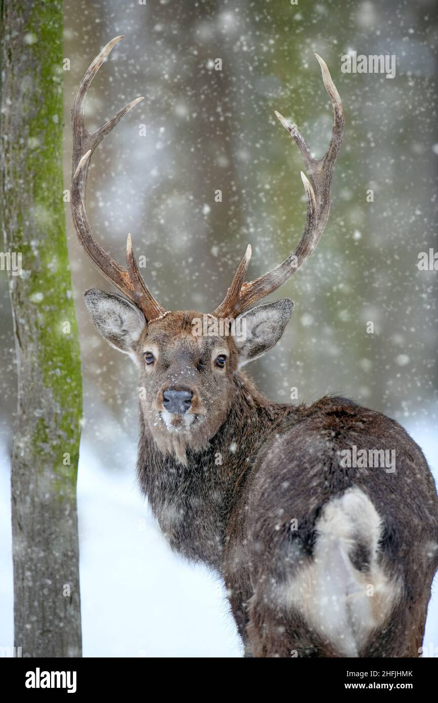Portrait male deer looking back in the winter forest. Animal in natural habitat. Wildlife scene Stock Photo