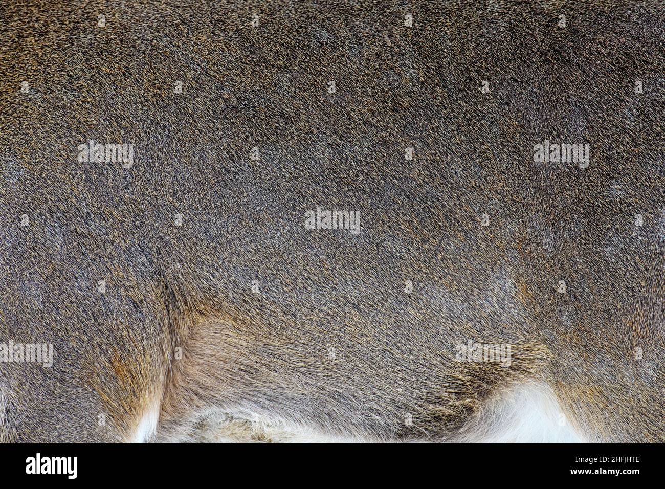 Real texture beautiful skin of deer. Nature animal body and fur patterns Stock Photo