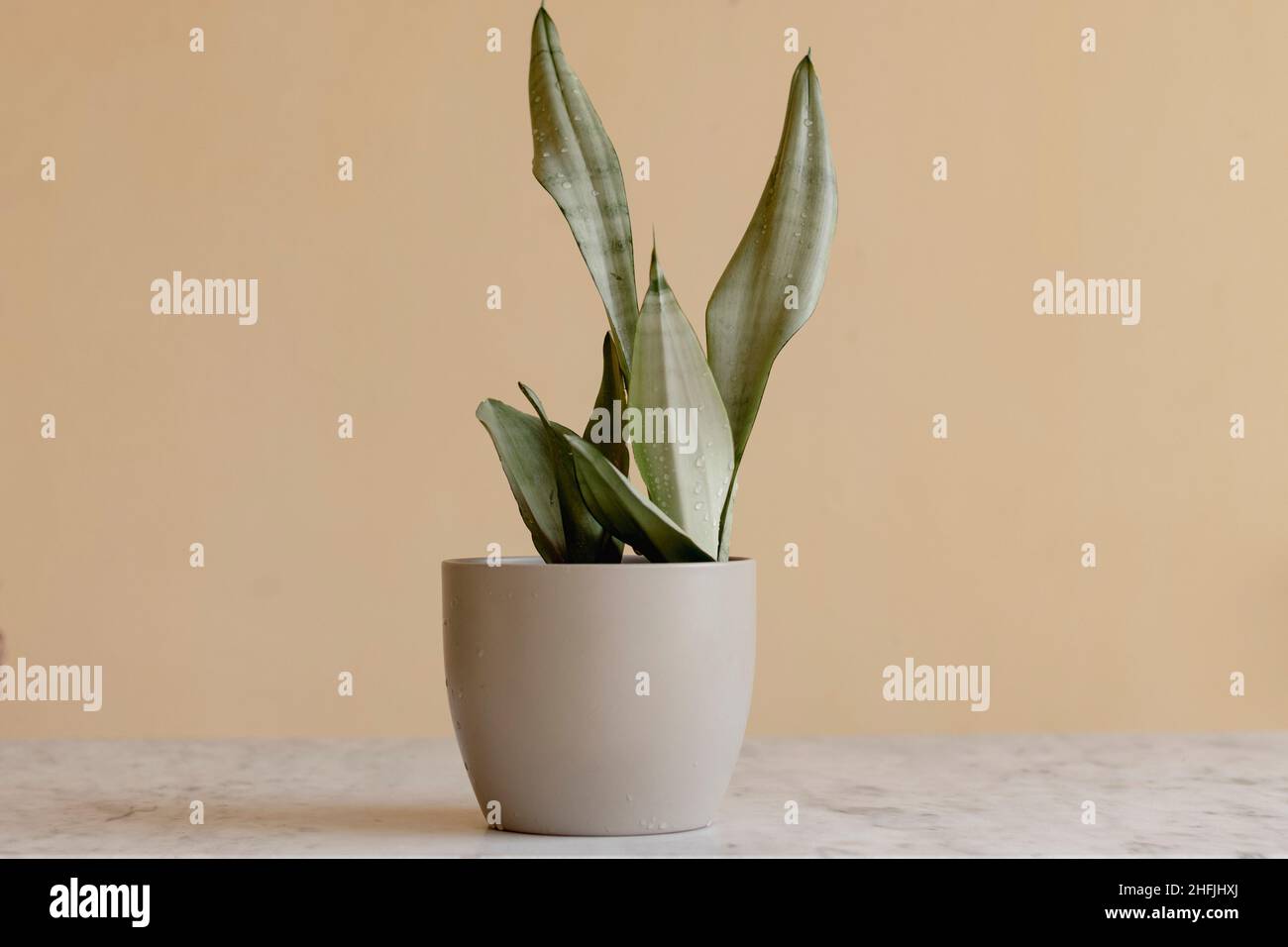 Silver queen snake plant hi-res stock photography and images - Alamy